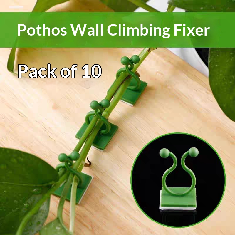 Selbstklebende Pflanzen-Klette – Vine Climbing Plastic Bewertung und Preis