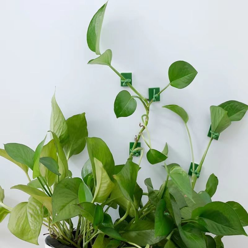 Selbstklebende Pflanzen-Klette – Vine Climbing Plastic Bewertung und Preis
