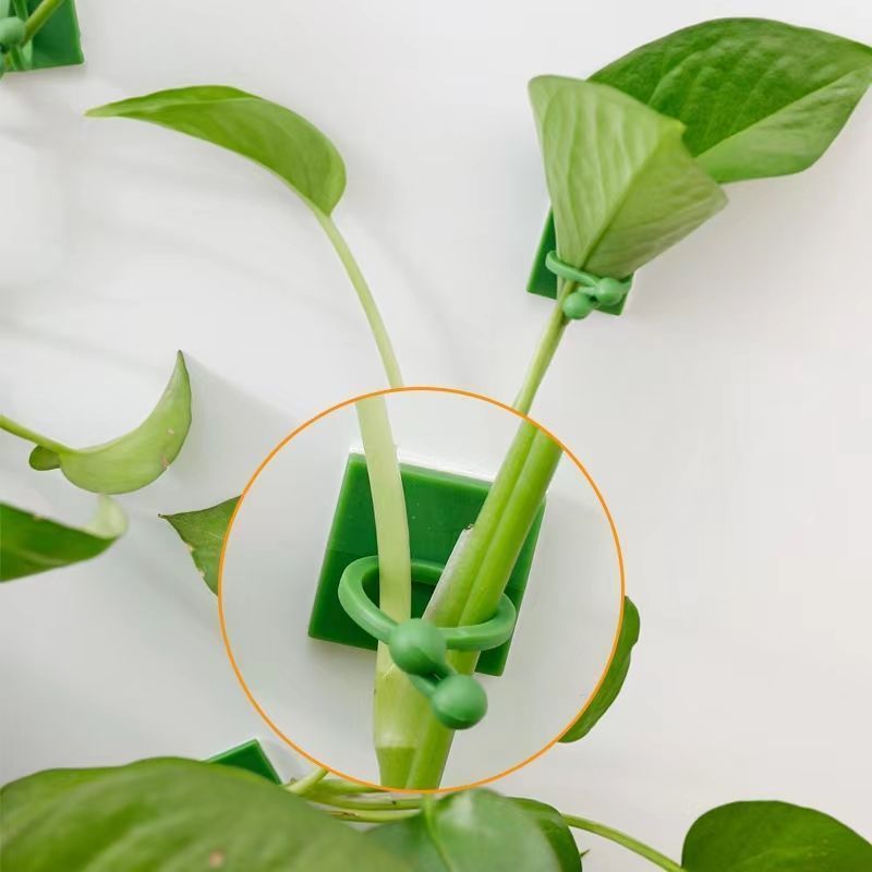 Selbstklebende Pflanzen-Klette – Vine Climbing Plastic Bewertung und Preis