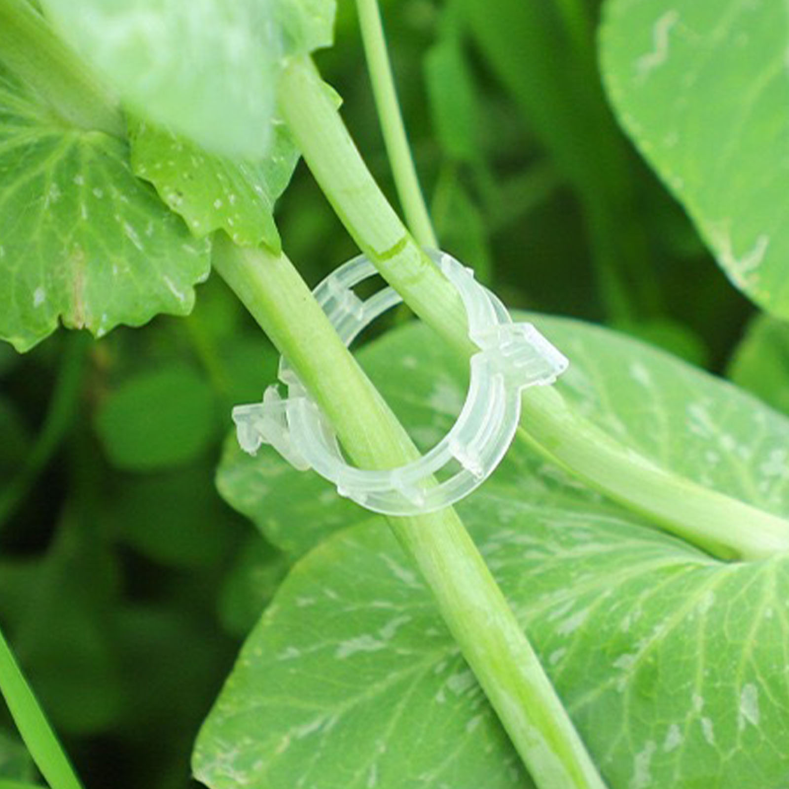 Sichere Kunststoff-Pflanzenkla – Vine Climbing Plastic Bewertung und Preis